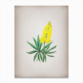 Vintage Yellow Perennial Lupine Flower Botanical on Parchment n.0276 Canvas Print
