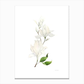 Magnolia 2 Canvas Print