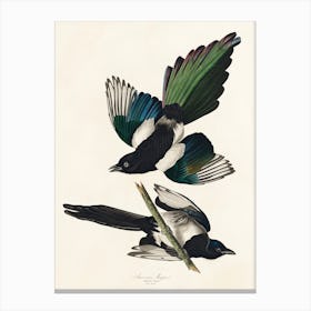 American Magpie 1, Birds Of America, John James Audubon Canvas Print
