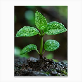 Small Green Plant Canvas Print