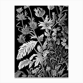 Hedge Nettle Wildflower Linocut Canvas Print