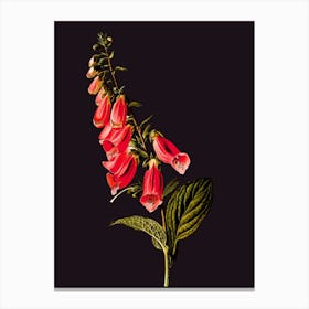 Foxglove Canvas Print