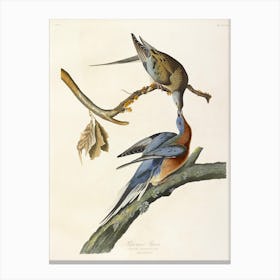 Passenger Pigeon, John James Audubon Canvas Print