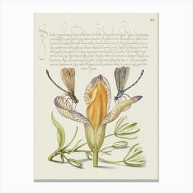 Damselflies, Spanish Iris, And Star Of Bethlehem From Mira Calligraphiae Monumenta, Joris Hoefnagel Canvas Print