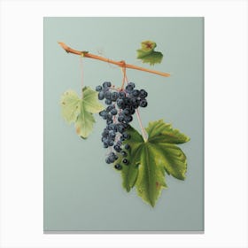 Vintage Grape Colorino Botanical Art on Mint Green n.0409 Canvas Print