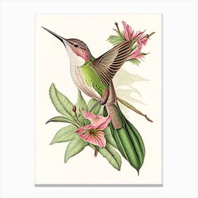 Buff Bellied Hummingbird Vintage Botanical Line Drawing Canvas Print