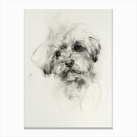 Havanese Dog Charcoal Line 2 Canvas Print