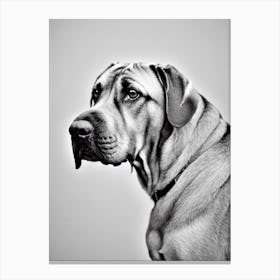 Mastiff B&W Pencil dog Canvas Print