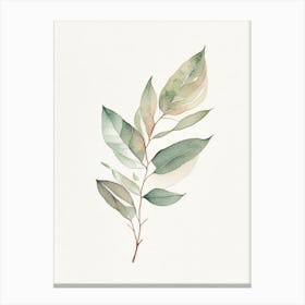 Uva Ursi Leaf Minimalist Watercolour Canvas Print