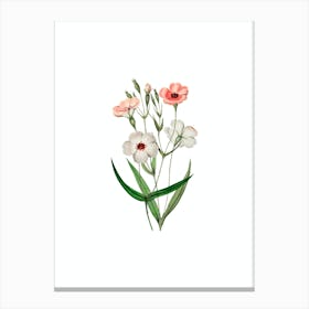 Vintage Dark Eyed Viscaria Flower Botanical Illustration on Pure White n.0855 Canvas Print