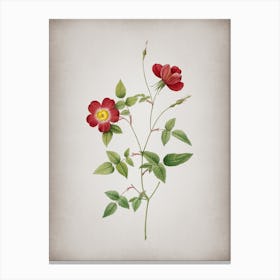 Vintage Indica Stelligera Rose Botanical on Parchment n.0424 Canvas Print