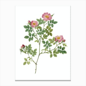 Vintage Rose Corymb Botanical Illustration on Pure White Canvas Print