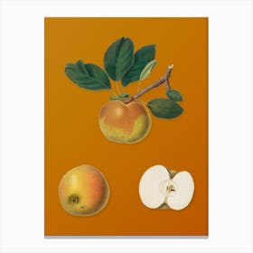 Vintage Apple Botanical on Sunset Orange n.0714 Canvas Print