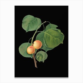 Vintage Yellow Apricot Botanical Illustration on Solid Black n.0022 Canvas Print