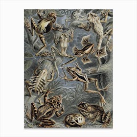 Vintage Haeckel 18 Tafel 68 Frösche Canvas Print