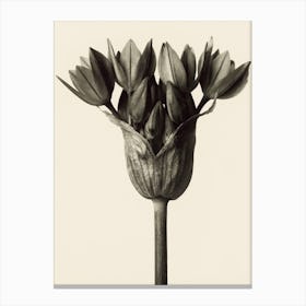 Allium Ostrowskianum, Knoblauchpflanz, Karl Blossfeldt Canvas Print