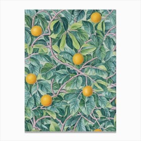 Citrus tree Vintage 2 Botanical Canvas Print