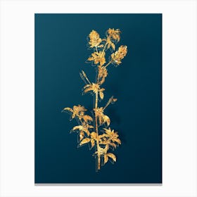 Vintage Spanish Clover Bloom Botanical in Gold on Teal Blue n.0200 Canvas Print