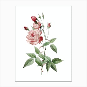 Vintage Common Rose of India Botanical Illustration on Pure White n.0303 Canvas Print