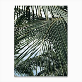 Palm Tree Background Canvas Print