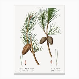 Virginia Pine, Pierre Joseph Redoute Canvas Print