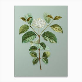Vintage Common Dogwood Botanical Art on Mint Green n.0547 Canvas Print
