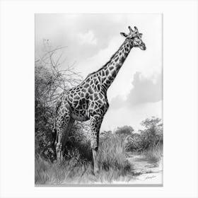 Pencil Portrait Of A Giraffe Standing 2 Canvas Print