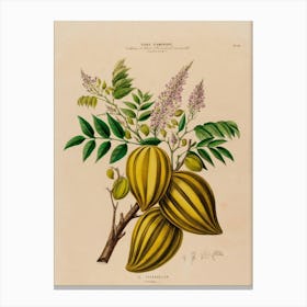 Bananas Canvas Print