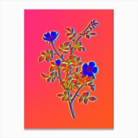 Neon Pink Hedge Rose in Bloom Botanical in Hot Pink and Electric Blue n.0148 Canvas Print