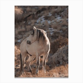 Grey Wild Horse Canvas Print