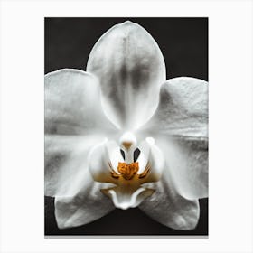 Orchid Iv Canvas Print