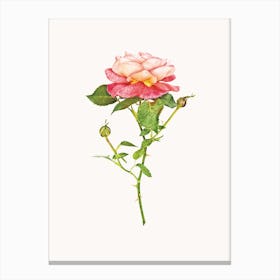 Roses III Canvas Print