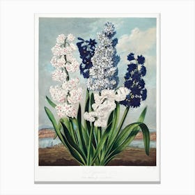 Hyacinths From The Temple Of Flora (1807), Robert John Thornton Canvas Print