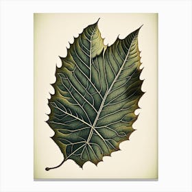 Ash Leaf Vintage Botanical 1 Canvas Print