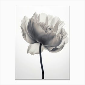 Floral Art 0010 X Ray 0004 X Ray Blumen 0010 Bp6586 Minimalist Soft Bright X Ray Scandinavian Minimalist 5eec4b4d 3d09 Canvas Print