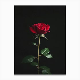 Single Rose On Black Background 44 Canvas Print