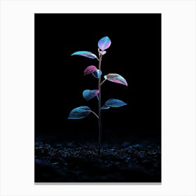 Plant Growing Out Of The Ground 5 Canvas Print