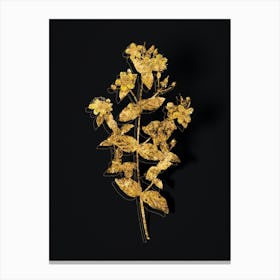 Vintage Stinking Tutsan Botanical in Gold on Black n.0075 Canvas Print