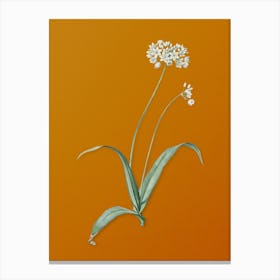 Vintage Spring Garlic Botanical on Sunset Orange n.0958 Canvas Print