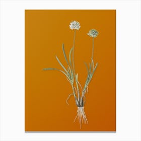 Vintage Allium Carolinianum Botanical on Sunset Orange Canvas Print