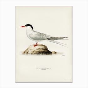 Arctic Tern (Sterna Paradisaea), The Von Wright Brothers Canvas Print