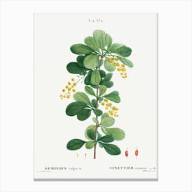 Common Barberry, Pierre Joseph Redoute Canvas Print