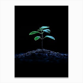 Small Green Plant On A Black Background Canvas Print