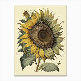 Sunflower Wildflower Vintage Botanical 2 Canvas Print