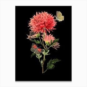 Chrysanthemum 3 Canvas Print