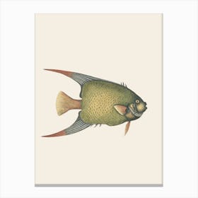 Angelfish Canvas Print