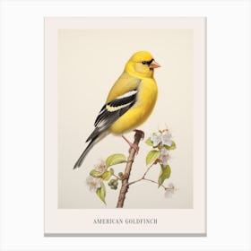 Vintage Bird Drawing American Goldfinch 1 Poster Canvas Print