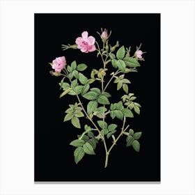 Vintage Pink Flowering Rosebush Botanical Illustration on Solid Black n.0009 Canvas Print