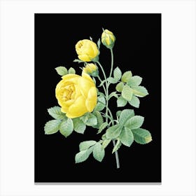 Vintage Yellow Rose Botanical Illustration on Solid Black n.0766 Canvas Print