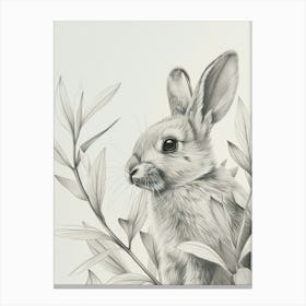 Havana Rabbit Drawing 3 Canvas Print